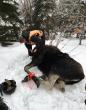 Placing radio collar on moose