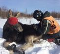 Checking tranquilized moose