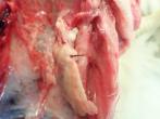 Porcupine quill protruding from internal organ