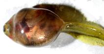 Tadpole with discoloration and distended body