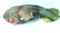Tadpole showing bright red discoloration