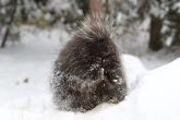 Porcupine in the snow
