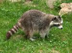 Trembling raccoon, showing signs of seizure while wandering aimlessly