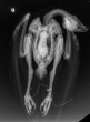 Radiograph of Red-Tailed Hawk with quills taped to it (not visible).