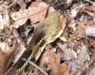 Timber rattlesnake with SFD starting on the mouth (red circle)