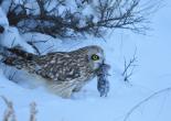 Short-Eared Owl after the hunt