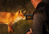 Is the red fox selfie worth the risk of being this close to a wild animal that is a known rabies vector?