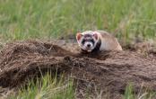 Black-footed ferret, one of North America's endangered species