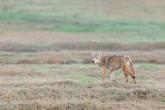 A coyote on the prairie