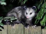 Nocturnal exploits - large pupils aid in the opossum's ability to get around and forage at night. 