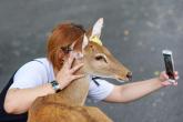 Friendly deer selfie, human friendly deer are far more likely to die in vehicle collisions. 