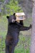 A feeder of sunflower seeds is a tempting and easy target for this black bear