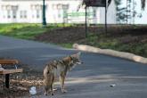 Coyote in an urban park