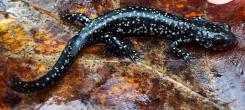 Slimy salamander (Plethodon glutinosus) threatened by the chytrid fungus, Batrachochytrium salamandrivorans (Bsal). 