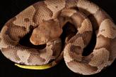 Southern copperhead snake
