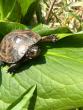 Spotted turtle on leaves