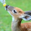  A white-tailed deer fawn feeding from a bottle in rehab.  