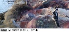 Hairy woodpecker on a deer carcass  Trail cam footage courtesy of Michael DiBenedetto