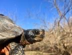 Wood turtle