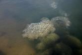 Frog spawn in water
