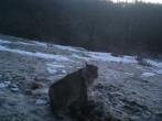 Bobcat caught on trail camera at dusk feeding on a white-tailed deer carcass