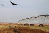 Common ravens gather near and on agricultural equipment used for irrigation infrastructure. 