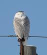 Snowy owl - on perch