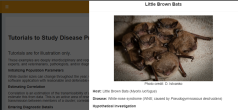 little brown bats