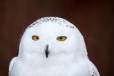 Snowy owl