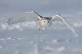 Snowy owl in flight