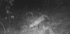 Red fox seen on wildlife camera feeding on a deer carcass 