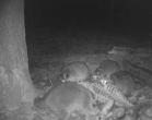 A group of raccoons scavenging a deer carcass caught on a wildlife camera 