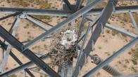 Drone shot of Common Raven nest with a clutch of eggs in it on a power line tower. 