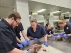Praticipants extracting lymph nodes during CWD lab