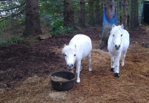 Two white horses standing on straw
