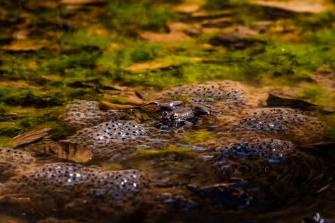 Wood frog laying large masses of eggs in a vernal pool