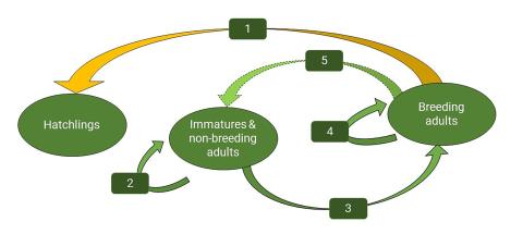 Screenshot of Bald eagle breeding period cycle