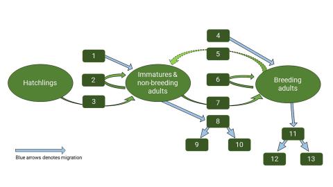 Screenshot of Bald eagle non-breeding period cycle