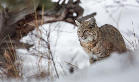 Bobcat sitting in the snow