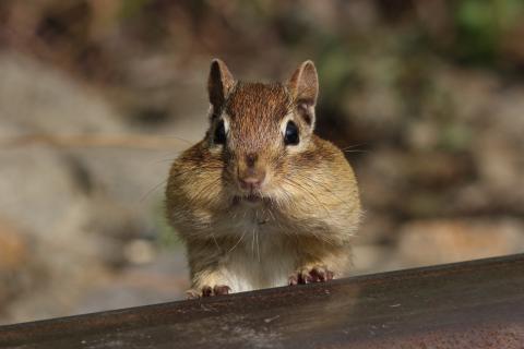 An Eastern chipmunk out winter prepping by the mouthful!