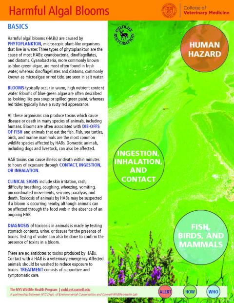 thumbnail of HAB fact sheet