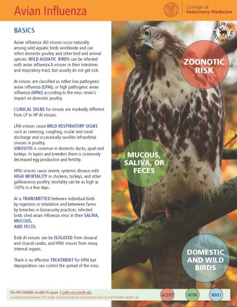 thumbnail of AI fact sheet