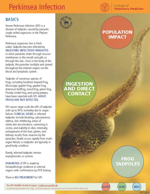 thumbnail of perkinsea fact sheet