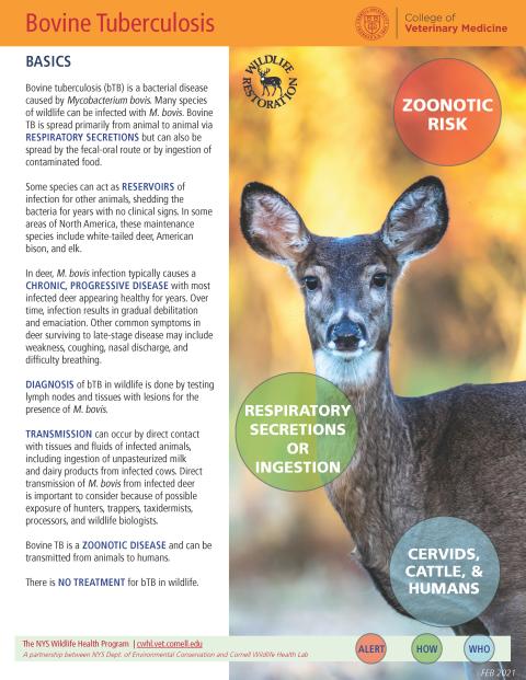 thumbnail of bTB fact sheet