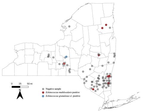 Figure 1. Surveillance results for Echinococcus multilocularis in New York State. Red dots represent towns where a canid infected with E. multilocularis was detected, blue dots represent a detection of a canid infected with E. granulosus s.l. (a related species), and gray dots mean the canid was negative for infection.