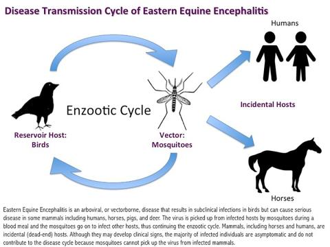 Disease Transmission cycle of EEE