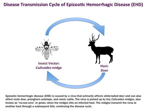 Epizootic Hemorrhagic Disease Transmission Cycle - CDC