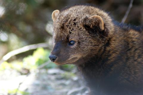 close up of fisher in the wild