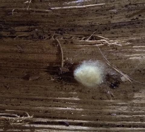 Spider egg case on wood