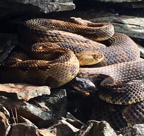 A cuddle-puddle of timber rattlesnakes - it's not about keeping each other warm, just about location, location, location. 